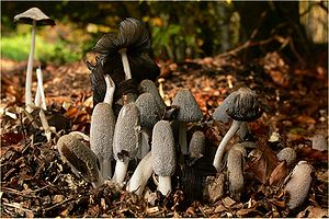 Hasenpfoten (Coprinus lagopus) in verschiedenen Wachstumsstadien