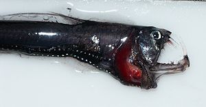Head of a pacific Viperfish 4037.jpg
