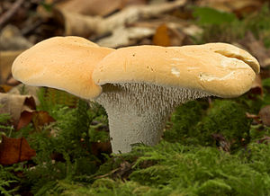 Hedgehog fungi2 cropped.jpg