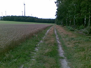 Rand des Hegeler Waldes in der Nähe der prähistorischen Großsteingräber