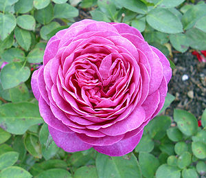 Rosa ' Heidi-Klum-Rose '
