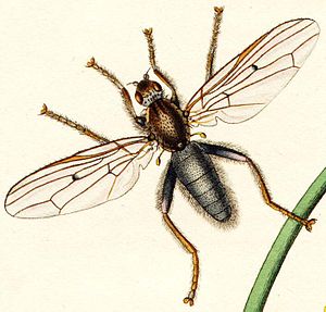 Helcomyza ustulata