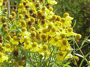 Helenium autumnale0.jpg