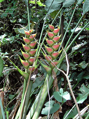 Heliconia wagneriana.jpg