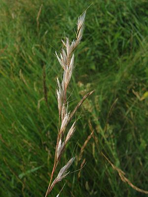 Flaumiger Wiesenhafer (Helictotrichon pubescens)