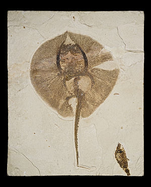 Fossil von Heliobatis radians