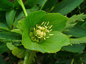 Grüne Nieswurz (Helleborus viridis), Blüte