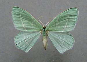 Weiblicher Falter des Waldreben-Grünspanners (Hemistola chrysoprasaria)