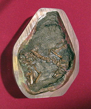Nachbildung des nahezu vollständigen Fossils in Fundlage.