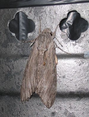 Windenschwärmer (Agrius convolvuli)