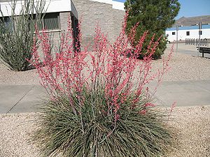 Hesperaloe parvifloraKulturpflanze in Arizona