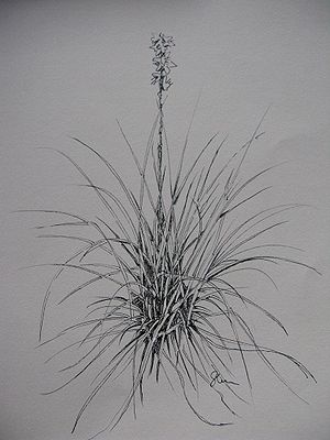 Hesperaloe tenuifolia Zeichnung von Tom Sloan