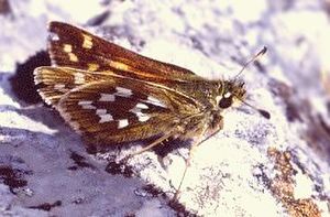 Komma-Dickkopffalter (Weibchen) (Hesperia comma)