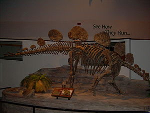 Skelett von Hesperosaurus mjosi im North American Museum of Ancient Life