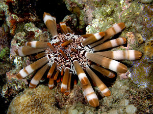 Heterocentrotus mammillatus (Slate pencil urchin).jpg