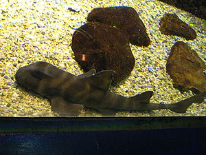 Japanischer Stierkopfhai (Heterodontus japonicus)