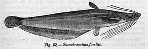 Heteropneustes fossilis. "Saccobranchus" ist ein jüngeres Synonym.