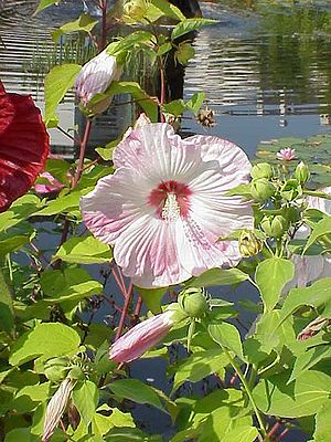 Roseneibisch (Hibiscus moscheutos)