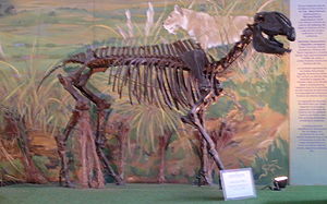 Hippidion, Skelett im Bernardino Rivadavia Natural Sciences Museum in Buenos Aires.