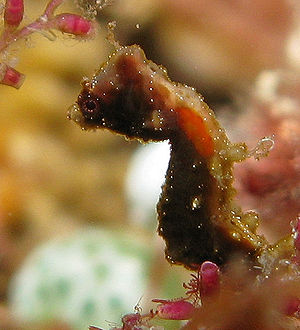 Hippocampus pontohi, am Hinterkopf erkennt man die mittig liegende Kiemen-Austrittsöffnung.