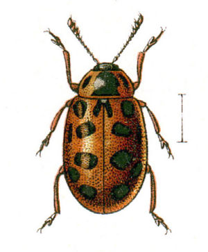 Dreizehnpunkt-Marienkäfer (Hippodamia tredecimpunctata)