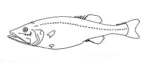 Hispidoberyx ambagiosus.jpg