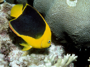 Holacanthus tricolor 1.jpg