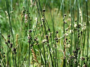 Kugelsimse (Scirpoides holoschoenus)