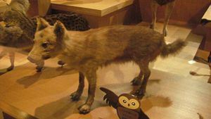 Honshū-Wolf (Canis lupus hodophilax)