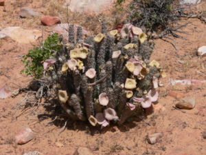 Hoodia gordonii am Standort in der Karoo.