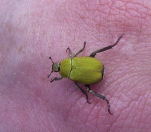 Goldstaub-Laubkäfer Hoplia farinosa