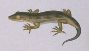 Braungecko Hoplodactylus sp.