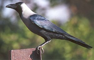 Glanzkrähe (Corvus splendens)