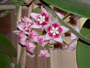 Hoya calycina, Blütenstand