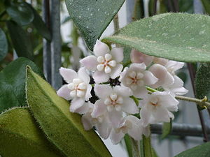 Hoya thomsonii, Blütenstand