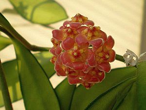 Hoya davidcummingii, Blütenstand