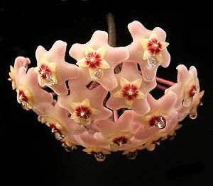 Hoya carnosa, Blütenstand