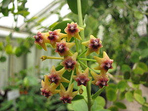 Hoya cumingiana, Blütenstand