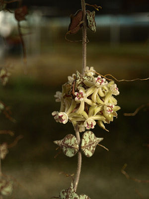 Hoya curtisii, Blütenstand