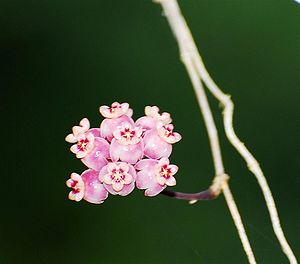 Hoya diversifolia, Blütenstand