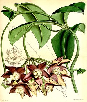Hoya imperialis, Illustration