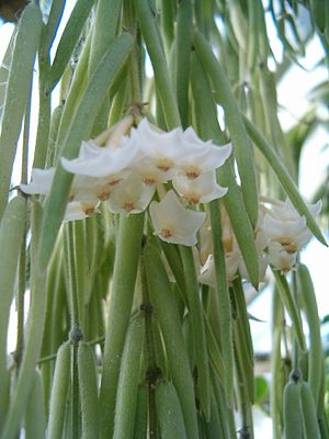 Hoya linearis, Blütenstand