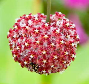 Hoya mindorensis, Blütenstand