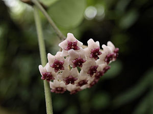 Hoya obovata, Blütenstand