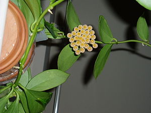 Hoya obscura, Blütenstand