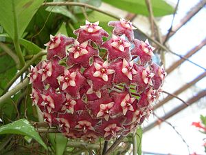 Hoya pubicalyx, Blütenstand