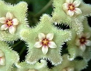 Hoya serpens, Blütenstand