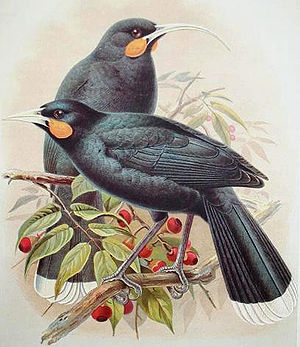 Huia (Heteralocha acutirostris) †Illustration John Gerrard Keulemans, aus A History of the Birds of New Zealand, 1905