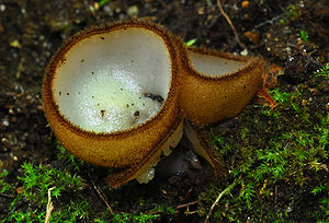 Halbkugeliger Borstenbecherling (Humaria hemisphaerica)