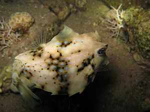 Humpback Turretfish - Tetrosomus gibbosus.jpg